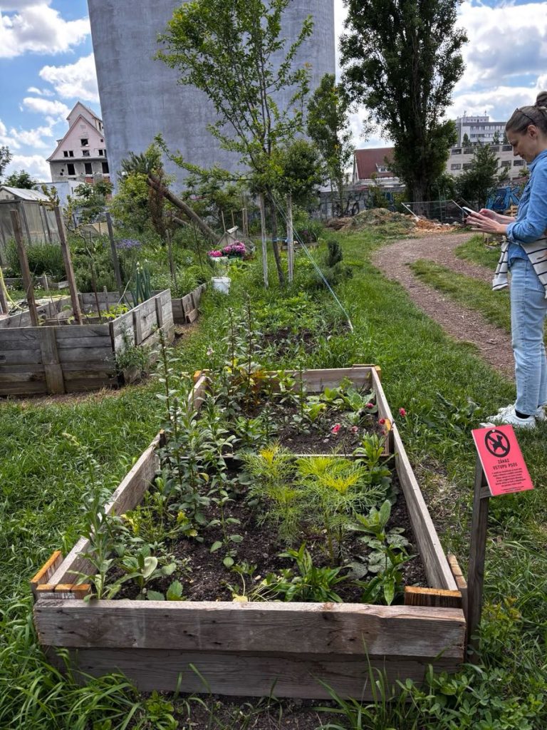 Grădină comunitară cu straturi de legume, Bratislava